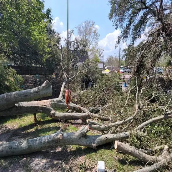 A lot during emergency tree service in Travis County, TX