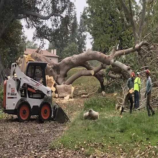 A tree after felling in Travis County, TX