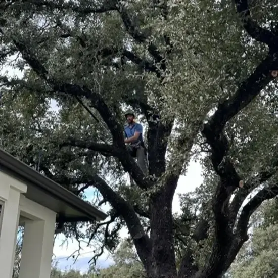 Tree Health Services in Austin A team member completing tree health services