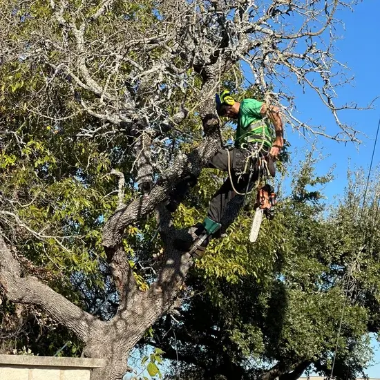 Tree Removal in Hays County A tree during removal in Hays County, TX