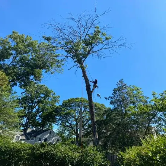 A tree removal in Travis County, TX