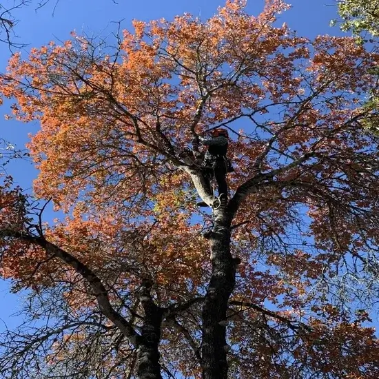 A tree during tree trimming in Cedar Park, TX